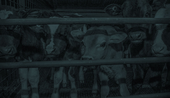 Cow Truth: The Heartbreaking Story Behind Dairy | Shellethics