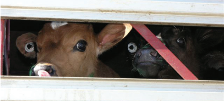 The Australian Dairy Industry: The Life of the Dairy Cow