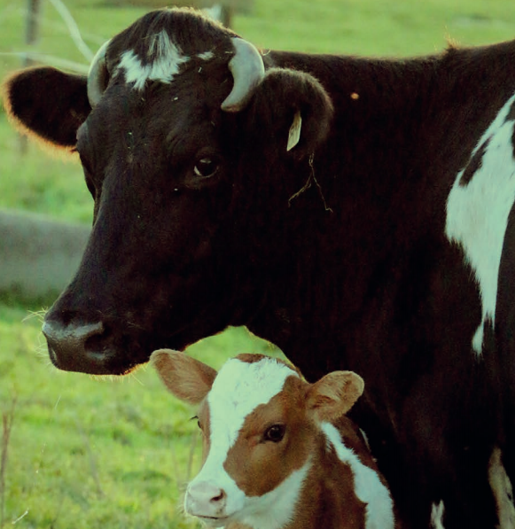 The Australian Dairy Industry: The Life of the Dairy Cow