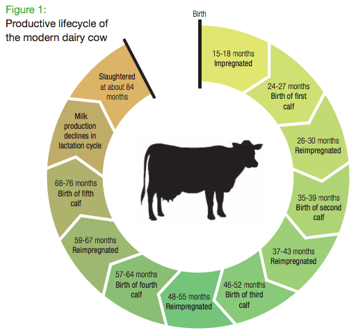 The Australian Dairy Industry: The Life of the Dairy Cow