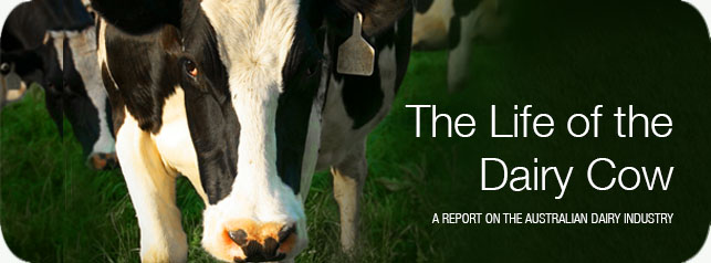 The Australian Dairy Industry: The Life of the Dairy Cow