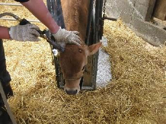 The Australian Dairy Industry: The Life of the Dairy Cow