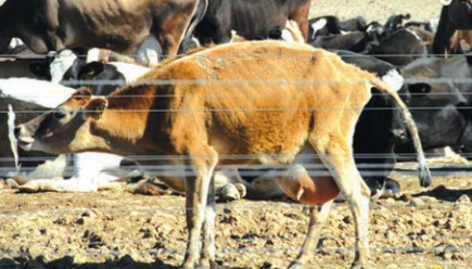 The Australian Dairy Industry: The Life of the Dairy Cow