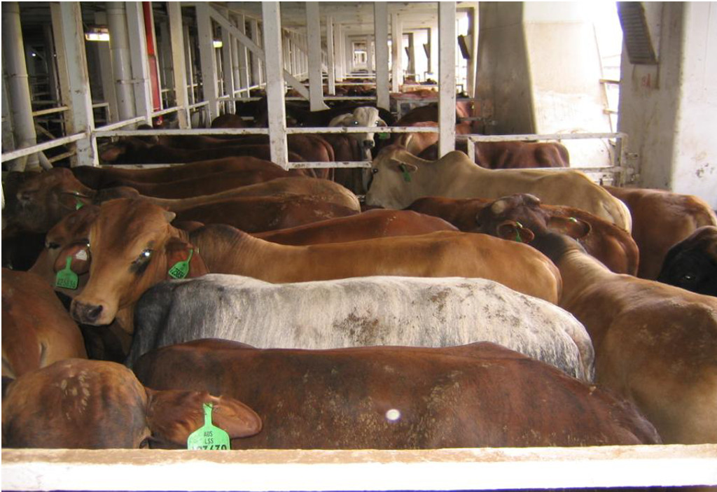 The Australian Dairy Industry: The Life of the Dairy Cow