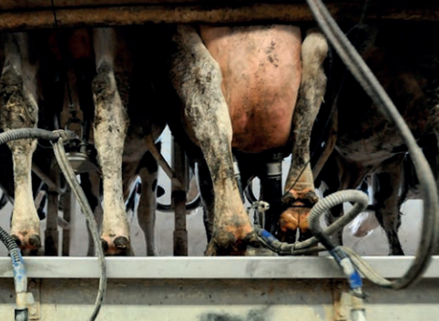 The Australian Dairy Industry: The Life of the Dairy Cow